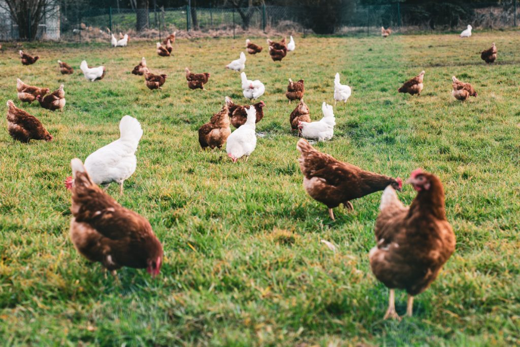 Grippe Aviaire : Renforcement des Mesures de Biosécurité